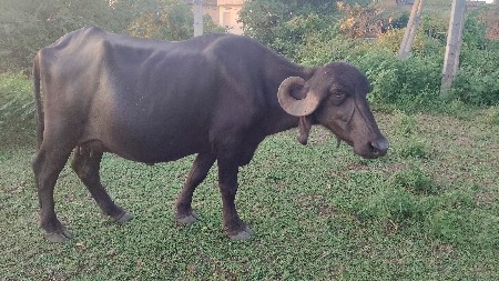 ભેંસ વેચવાની છે