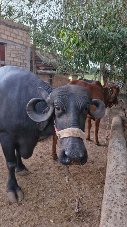 બીજું વેતર છે.