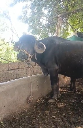 ગ