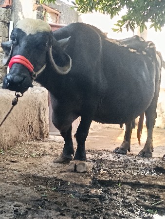 ભેંસ વેચવાની છે