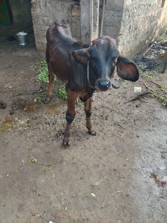 ત્રીજું વેતર હેઠે વાસળી 

 વાછડી