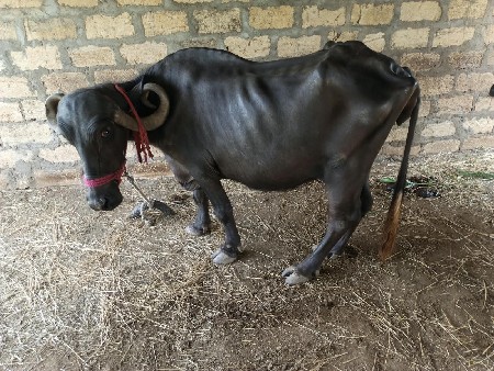 ભેંસ વેચવાની છે