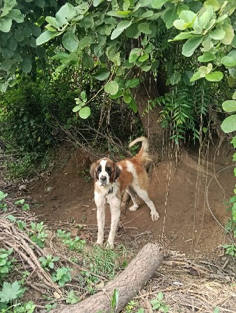 કૂતરો