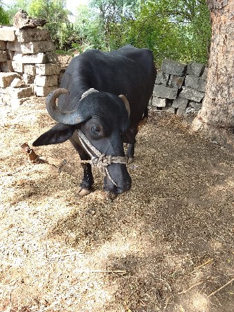 ભેંસ વેચવાની છે