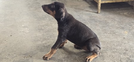 dobarmen feimal