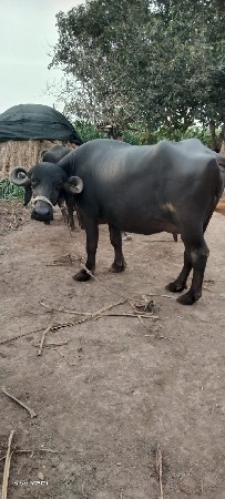 ભેંસ વેચવાની છે.