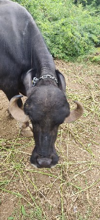 ભેંસ વેચવાની છે