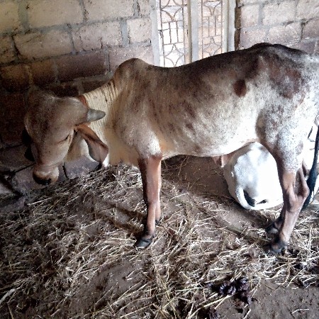 બેય ઓડકી વેસવાની સે