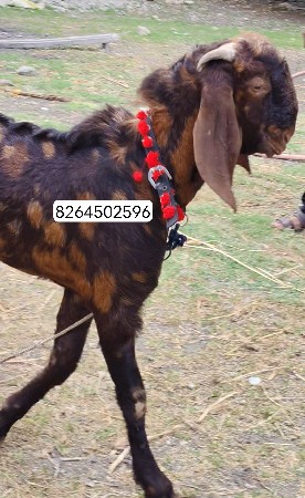 Sirohi Bakro