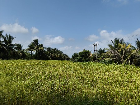 javar no Charo batu જવાર નો સારો
