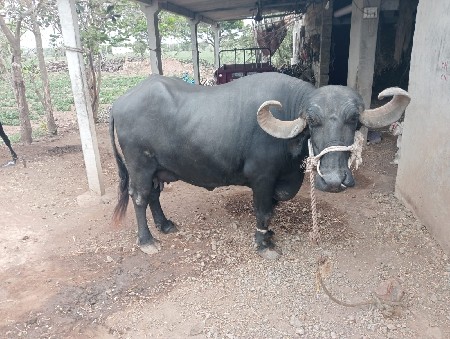 ભેંસ વેચવાની છે
