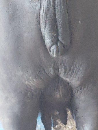 ભેસ વેચવાની છે