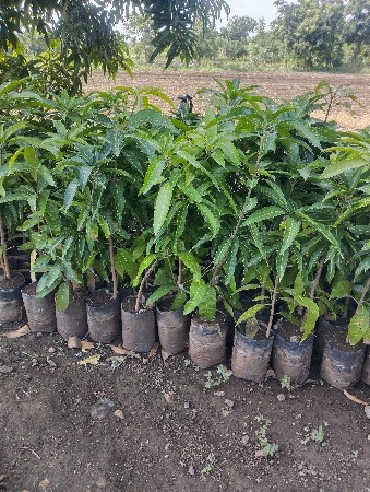 દેસી ગોઠલા ની કેસર કલમ