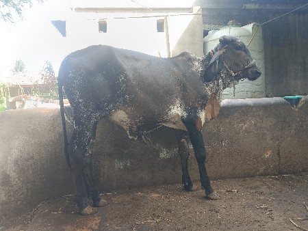 કાળી કાબરી હોડકી વેસવાની છે