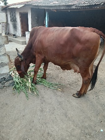 ગીર કૌષૅ ગાય