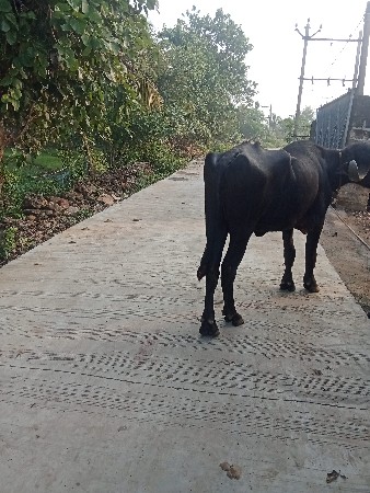ખળેલી વેચવાની છે
