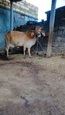 ગાય