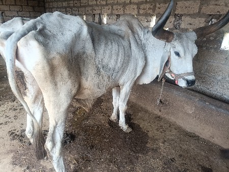 બળદ દેવાનો છે