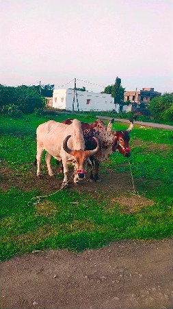 ટોટલ જવાબદારી થી બળદ વેચવાના છે ભા