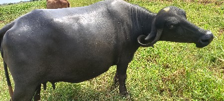 ત્રીજુ વૅતર શૅ પંરદિવસની કાસી