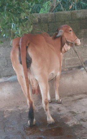 ગીર ગાય વેચવાની છે