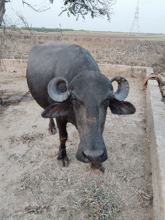 ભેંસ વેચવાની છે