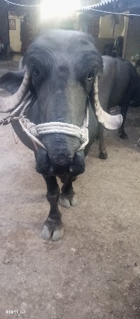 ભેશ વેચવાની છે