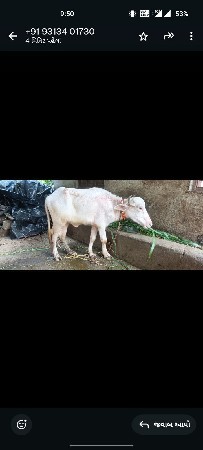 સફેદ પાડી વેચવાની છે