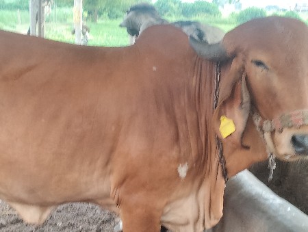 બાપ  પવન    માં  બીજલ