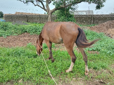 ચાર વર્ષની ઘોડી છે