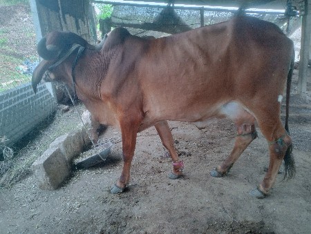ગામ જસદણ જીલ્લો રાજકોટ