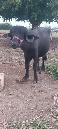 વેશવા ની છે