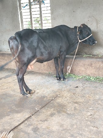ગીર ક્રોસ