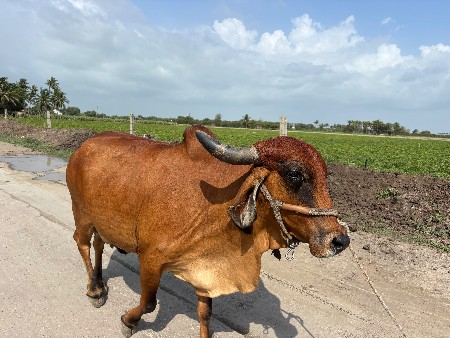 ગીર ગાય