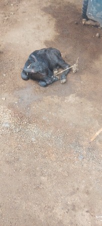 પારૂ
