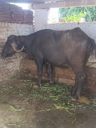 ભેસ વેચવાની છે.