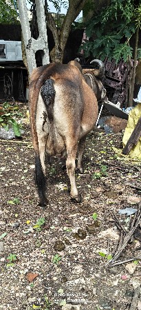 ગાય વેચવાની છે