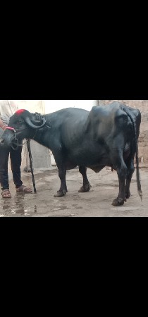 ભેંસ વેચવાનું છે 2 છે