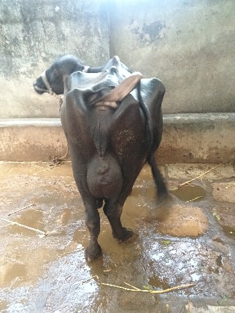 ભેંશ વેસવા ની સે