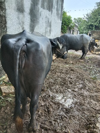 બે ભેસ
