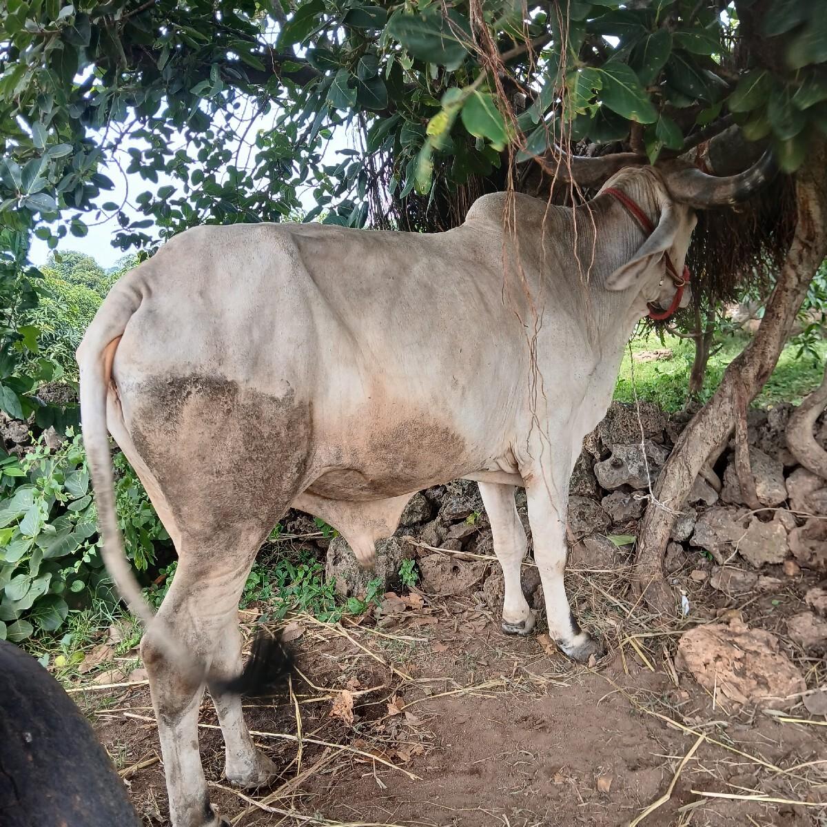 મફત બળદ દેવાનો છે
