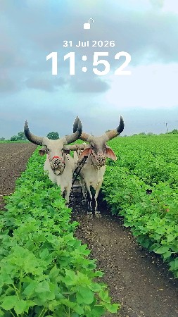ગોઢલા છે 1 વાવણી વાવેલા