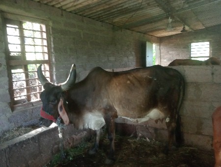 અંદાજે કિંમત રાખેલ છે