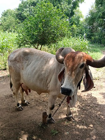 વેતર 3= 12=દિવસ ની વાર છે