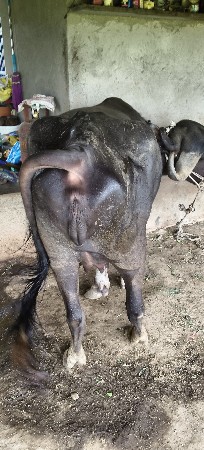 ભેંસ વેચવાની છે.