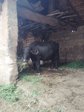 ભેંસ