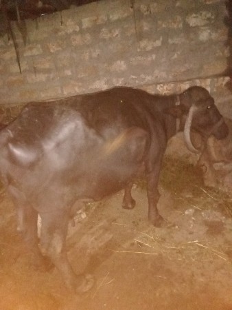 ભેસ