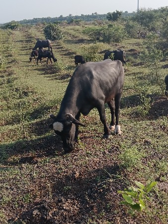 અબે ખડેલા વેચવાના છે