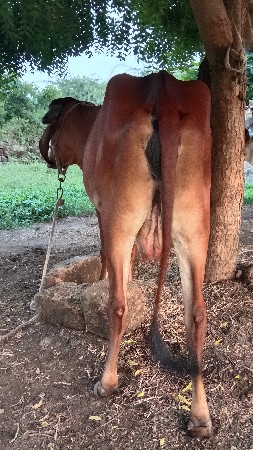 ગીર ગાય વેચવાની