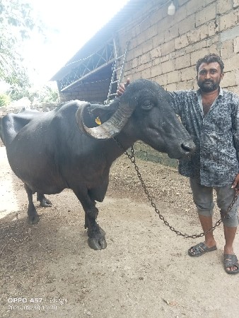 ભેસ વેચવાનિ છે 5 મુ વેતર ઘાભણિ